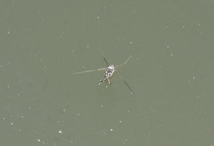 Trepobates subnitidus