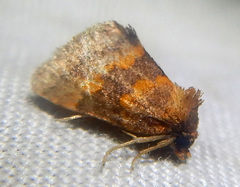 Haplopseustis erythrias