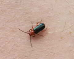 Phymatodes