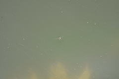 Trepobates subnitidus