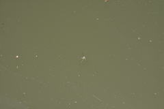 Trepobates subnitidus