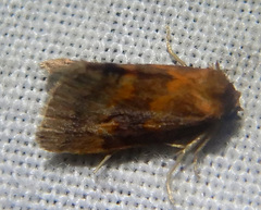 Haplopseustis erythrias