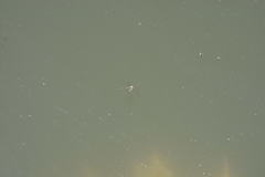 Trepobates subnitidus