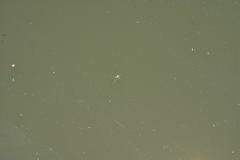 Trepobates subnitidus