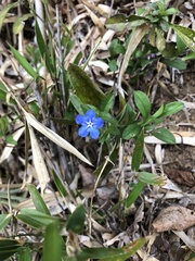 Aegonychon zollingeri