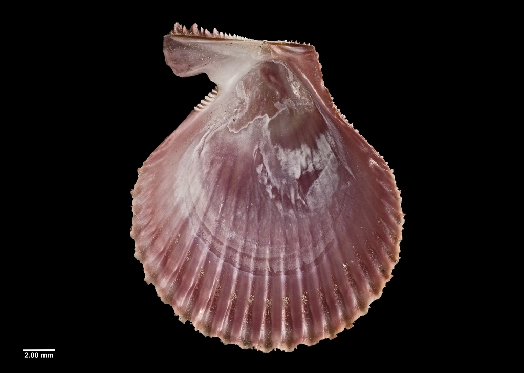 Noble scallop