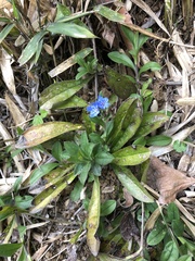 Aegonychon zollingeri