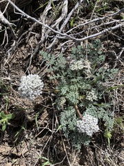 Lomatium nevadense nevadense