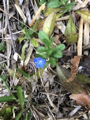 Aegonychon zollingeri