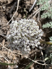 Lomatium nevadense nevadense