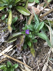 Aegonychon zollingeri