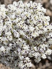 Lomatium nevadense nevadense