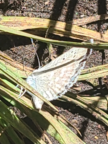 iNaturalist observation photo of Sierra Blue