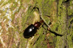 Salpingus ruficollis