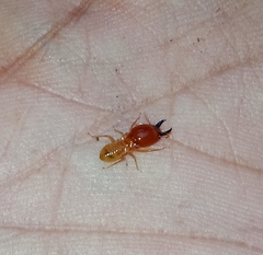 Macrotermes gilvus