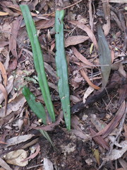 Pyrrosia longifolia