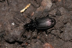Limodromus
