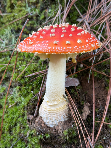 Fly Agaric