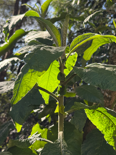Solanum granulosoleprosum