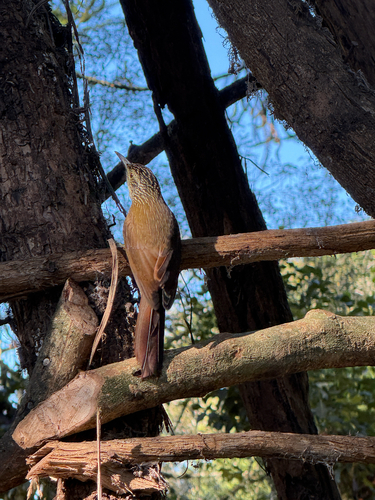 Planalto Woodcreeper