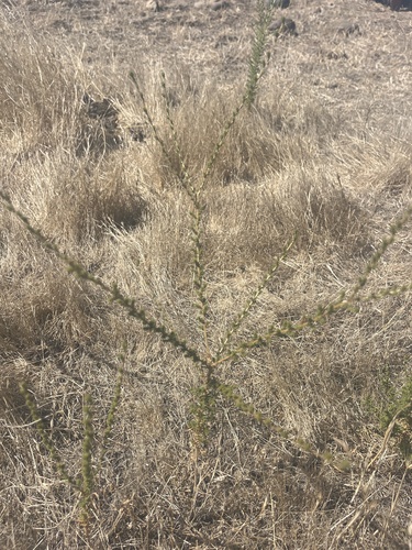 iNaturalist observation photo of Holocarpha