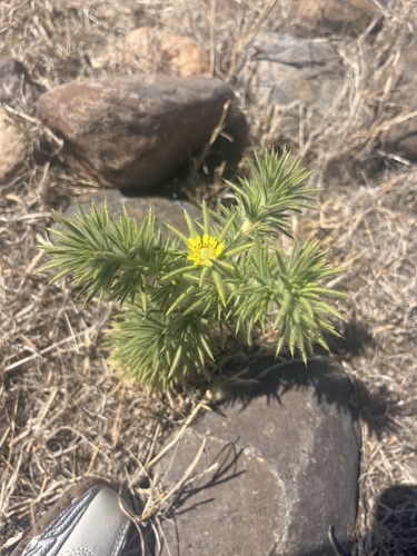 iNaturalist observation photo of Fitch's tarweed