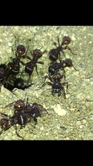 Pogonomyrmex rugosus