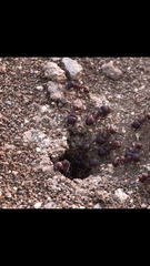 Pogonomyrmex rugosus