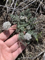 Lomatium nevadense nevadense