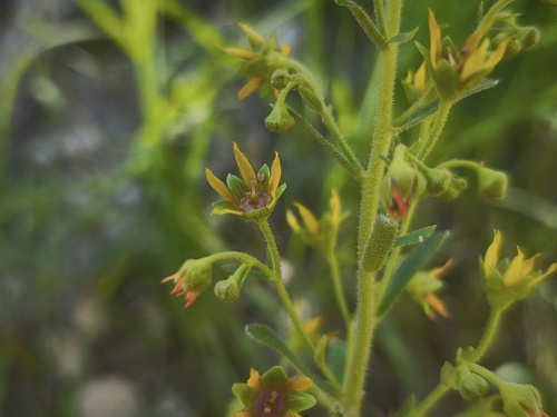 Saxifraga mutata, photograph 6