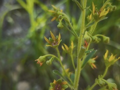 Saxifraga mutata, photograph (c) arthur_haendler, some rights reserved (CC BY)