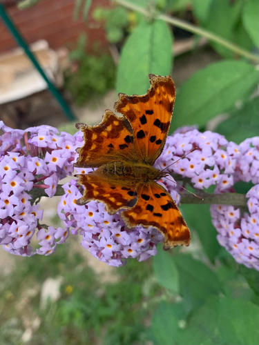 European Comma