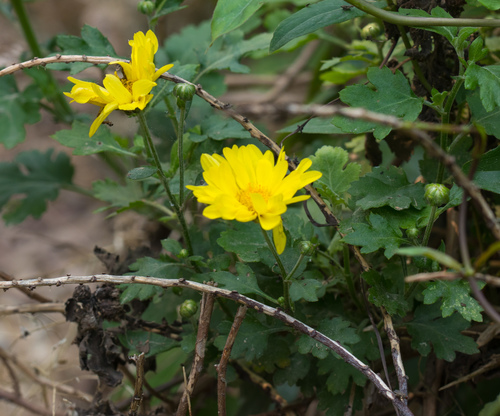 Indian chrysanthemum (Chrysanthemum indicum)
