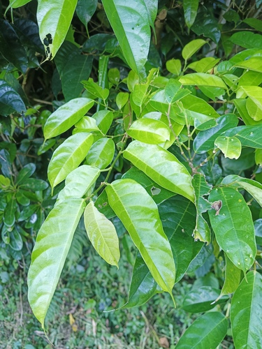 Ficus heteropleura observed 2026-07-05