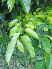 Ficus heteropleura, photograph (c) Wang J.P., some rights reserved (CC BY)
