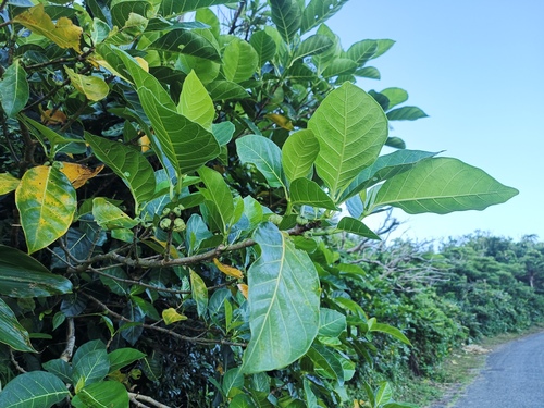 Ficus septica, photograph 3