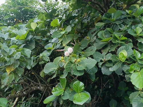 Neonauclea reticulata