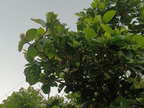 Neonauclea reticulata, photograph 1