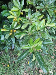 (c) Wang J.P., some rights reserved (CC BY) Pittosporum moluccanum, photograph (c) Wang J.P., some rights reserved (CC BY)