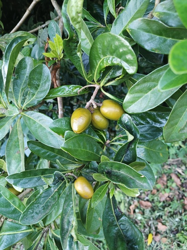 Pittosporum moluccanum, photograph 5