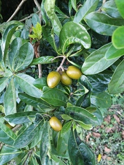 (c) Wang J.P., some rights reserved (CC BY) Pittosporum moluccanum, photograph (c) Wang J.P., some rights reserved (CC BY)