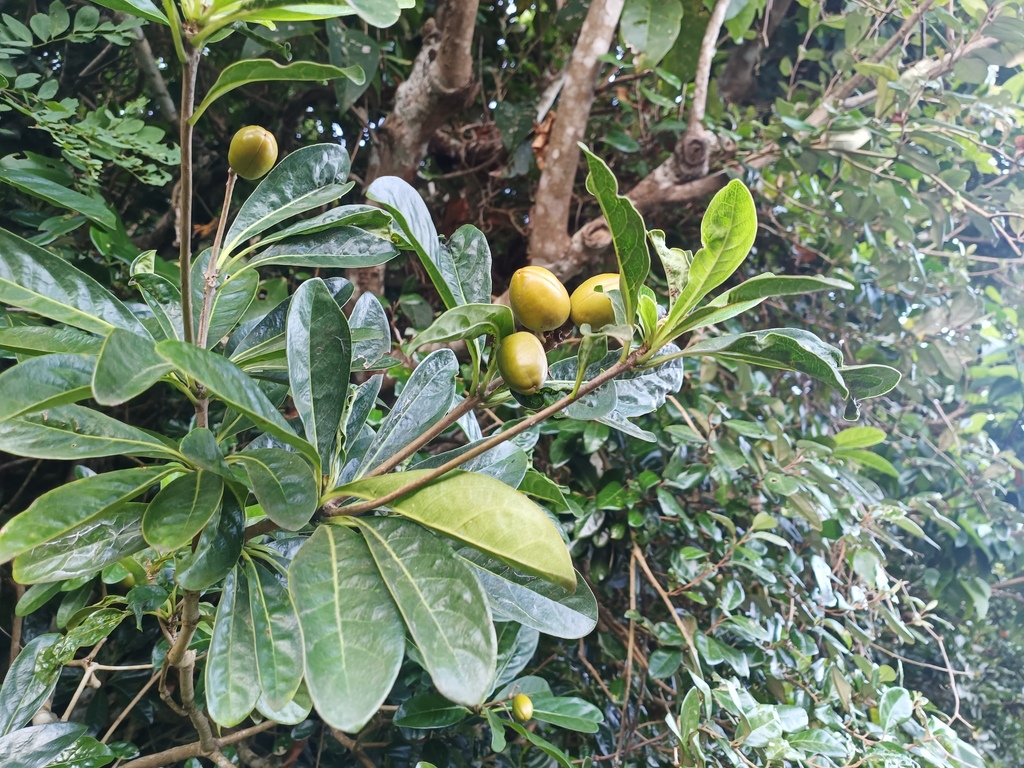 Pittosporum moluccanum; photograph (c) Wang J.P., some rights reserved (CC BY)