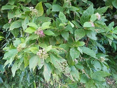 Callicarpa japonica, photograph (c) Wang J.P., some rights reserved (CC BY)