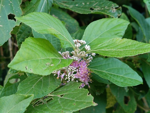 Callicarpa japonica, photograph 2