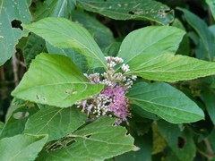 Callicarpa japonica, photograph (c) Wang J.P., some rights reserved (CC BY)