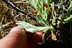 Antennaria dioica