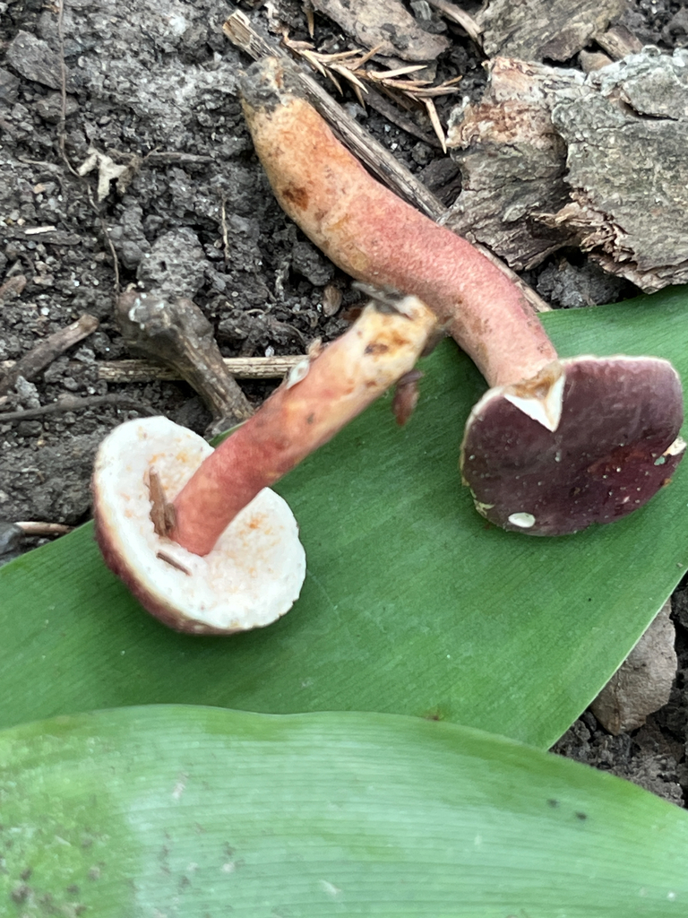 Red Gyroporus · July 2026 · photo: Photo: (c) glennteschendorf, some rights reserved (CC BY) · iNaturalist