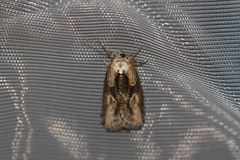 Doloploca punctulana