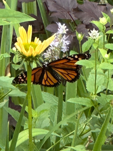 Image of Danaus plexippus by (c) Sheila S, some rights reserved (CC BY)