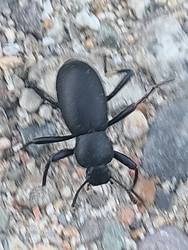 iNaturalist observation photo of California Broad-necked Darkling Beetle